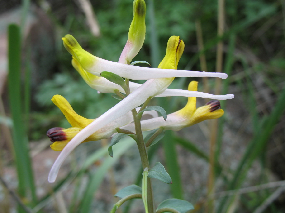 Image of Corydalis ainae specimen.