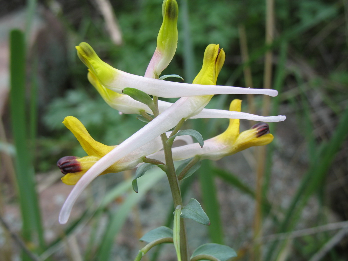 Image of Corydalis ainae specimen.