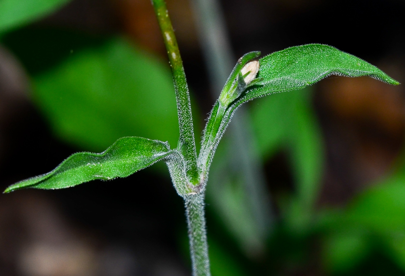 Изображение особи Silene italica.