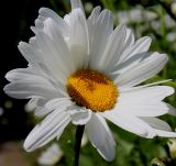 Leucanthemum maximum. Соцветие. Германия, г. Дюссельдорф, Ботанический сад университета. 03.07.2014.