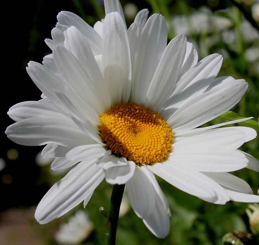 Image of Leucanthemum maximum specimen.