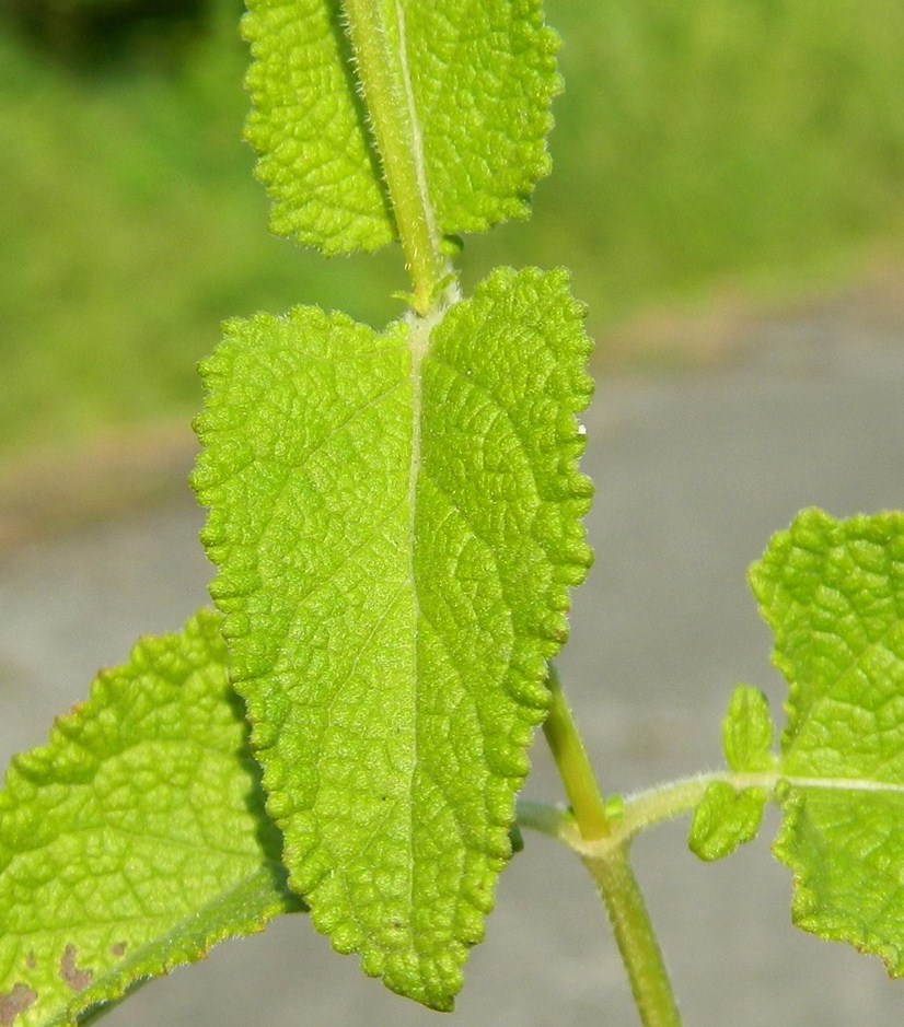 Изображение особи Salvia verticillata.