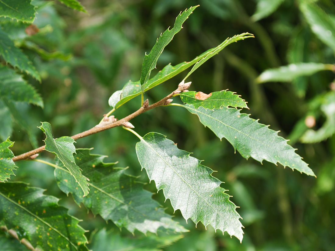 Изображение особи Quercus libani.