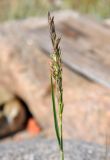 Leymus arenarius