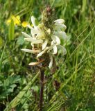 Pedicularis venusta