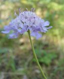 Scabiosa columbaria. Соцветие. Крым, Ялта, ущелье Уч-Кош. 05.08.2009.