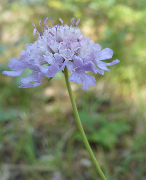 Изображение особи Scabiosa columbaria.