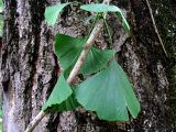 Ginkgo biloba