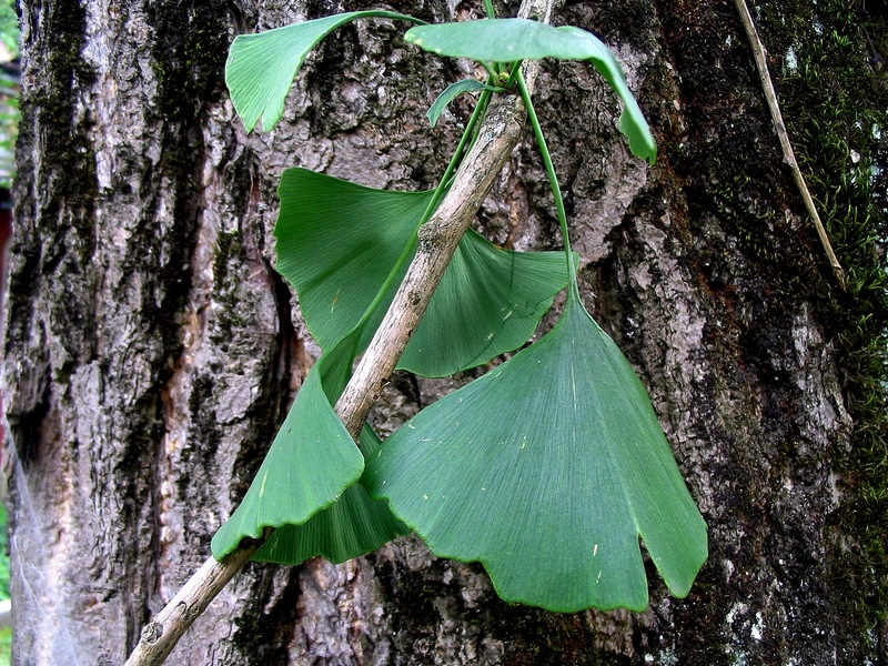 Image of Ginkgo biloba specimen.