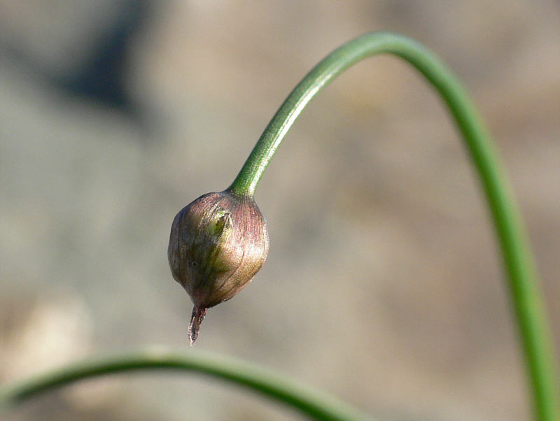 Image of Allium splendens specimen.