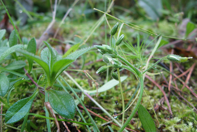 Image of Cerastium holosteoides specimen.