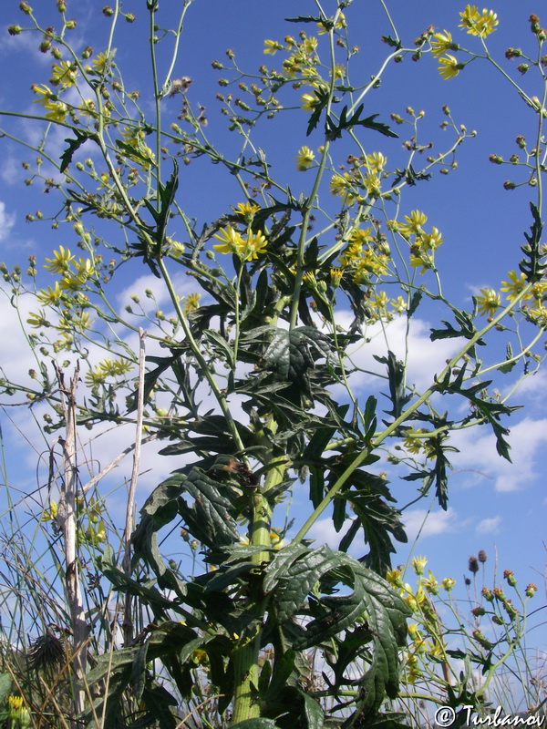 Image of Senecio grandidentatus specimen.