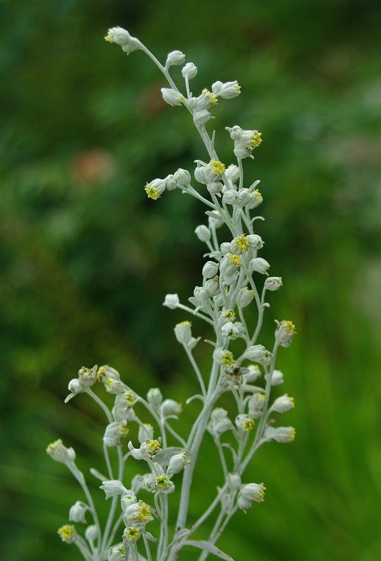 Изображение особи Artemisia stelleriana.