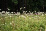 Angelica sylvestris