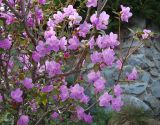 Rhododendron dauricum