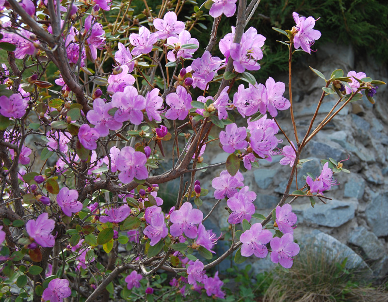 Image of Rhododendron dauricum specimen.