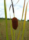 Typha laxmannii