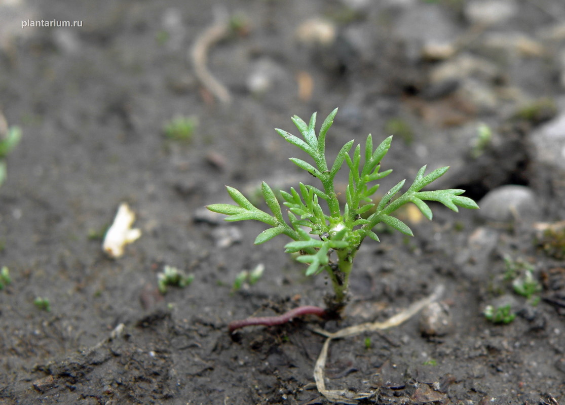 Image of Matricaria discoidea specimen.