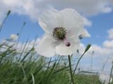 Papaver albiflorum. Цветок. Краснодарский край, Темрюкский р-н, мыс Железный Рог, приморский обрывистый глинистый остепнённый склон. 09.05.2015.