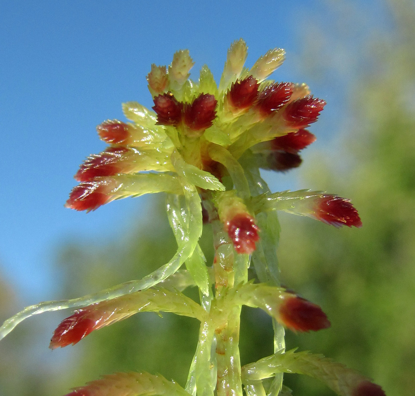 Image of Sphagnum warnstorfii specimen.