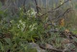 Silene foliosa