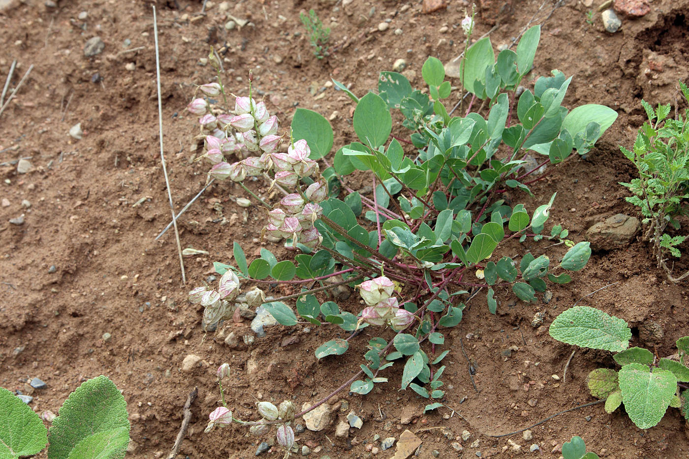 Image of Astragalus megalomerus specimen.