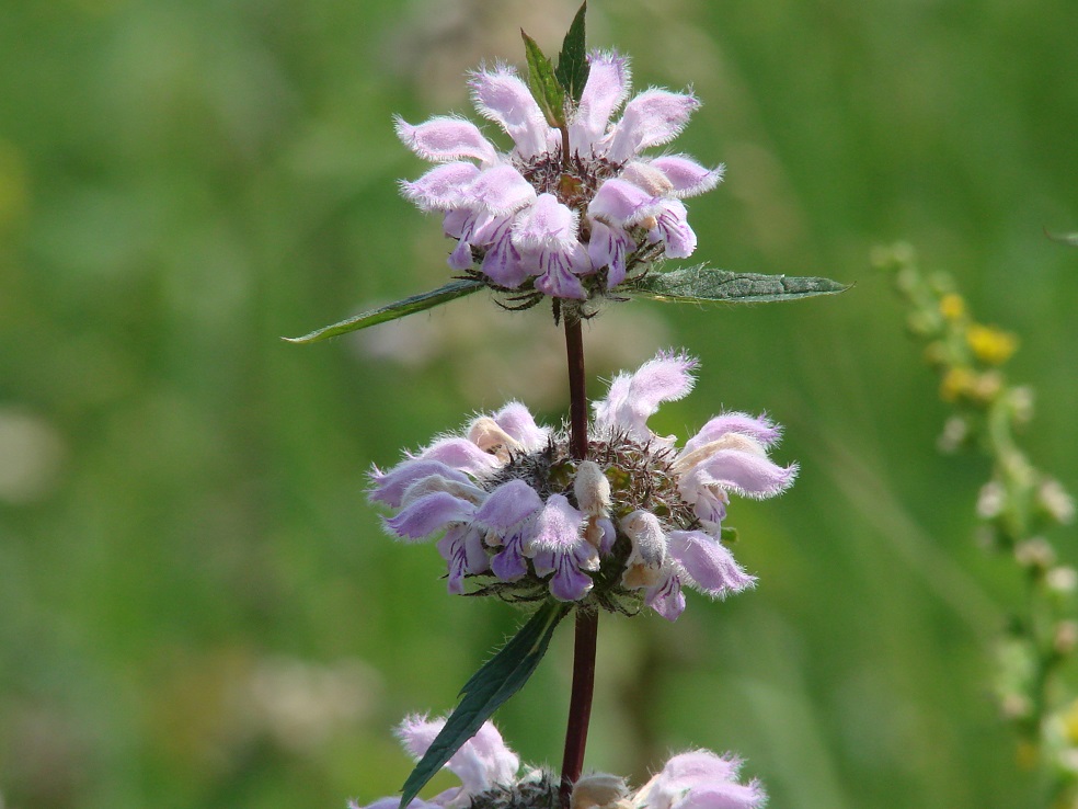 Изображение особи Phlomoides tuberosa.