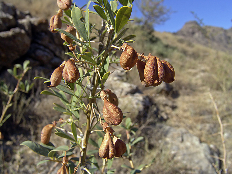 Image of Halimodendron halodendron specimen.