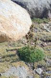 Artemisia viridis