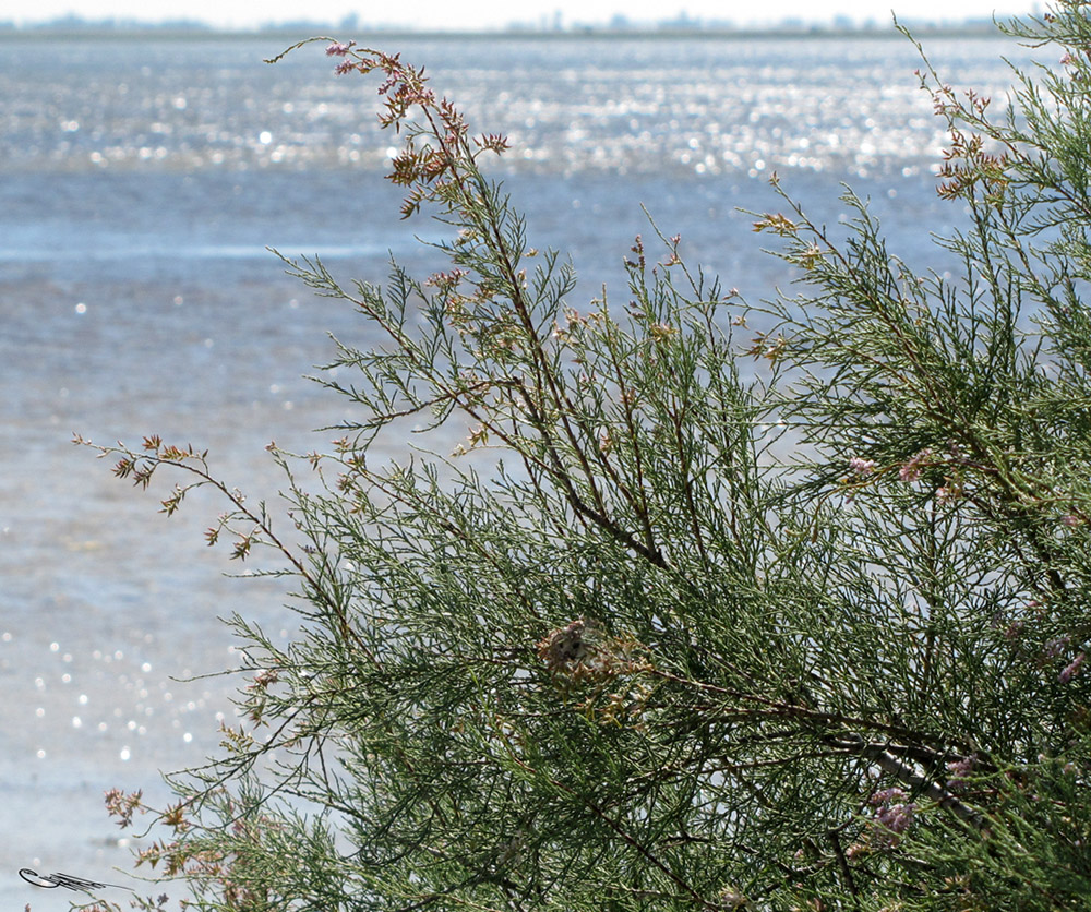 Image of Tamarix gracilis specimen.