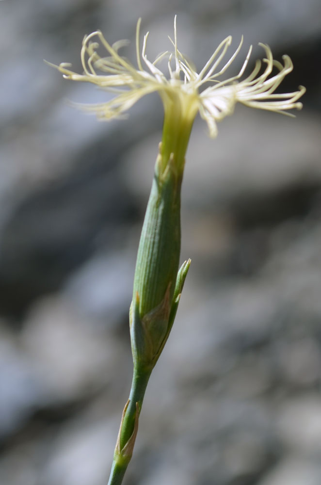 Image of Dianthus angrenicus specimen.