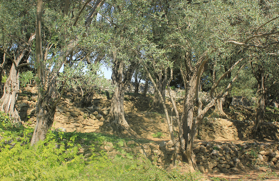 Image of Olea europaea specimen.