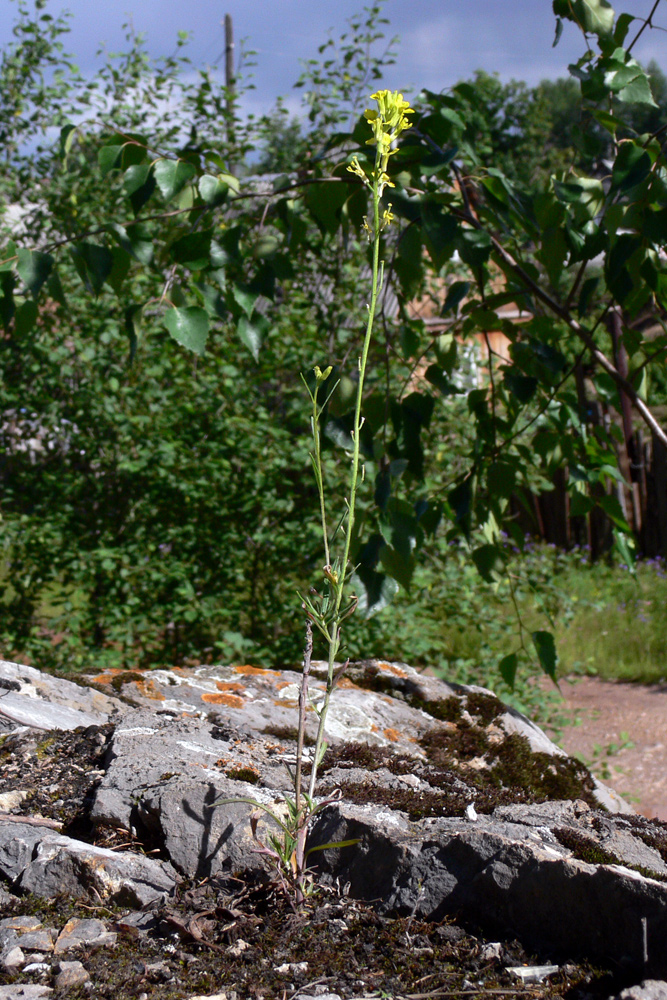 Image of Erysimum hieraciifolium specimen.
