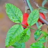 Rosa canina