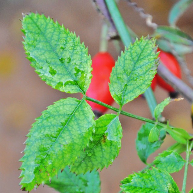 Image of Rosa canina specimen.