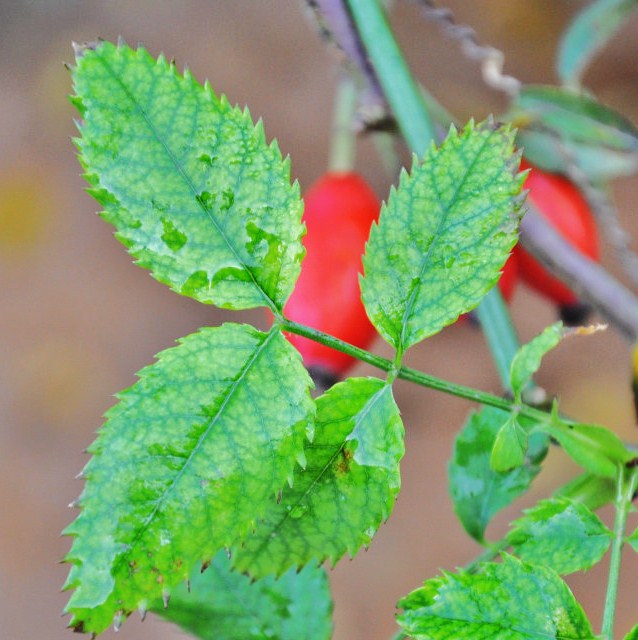 Изображение особи Rosa canina.