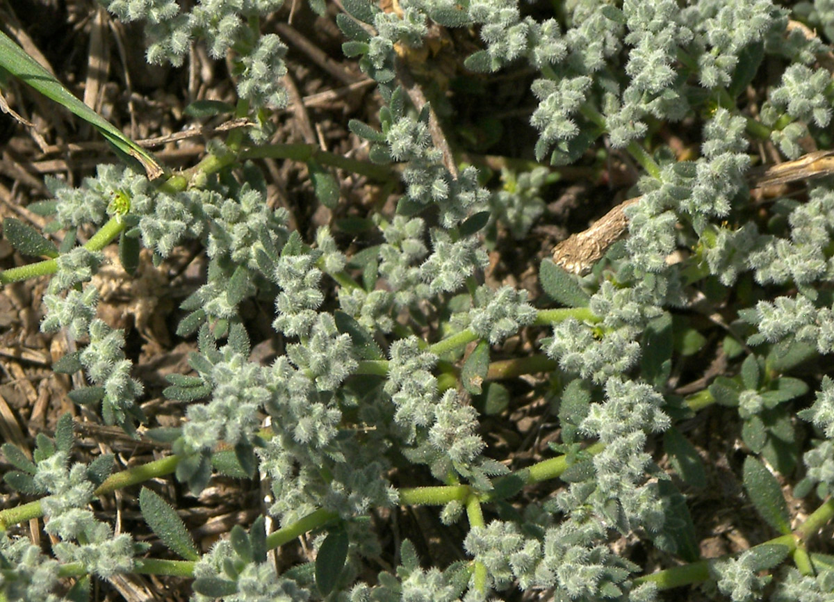 Image of Herniaria incana var. angustifolia specimen.