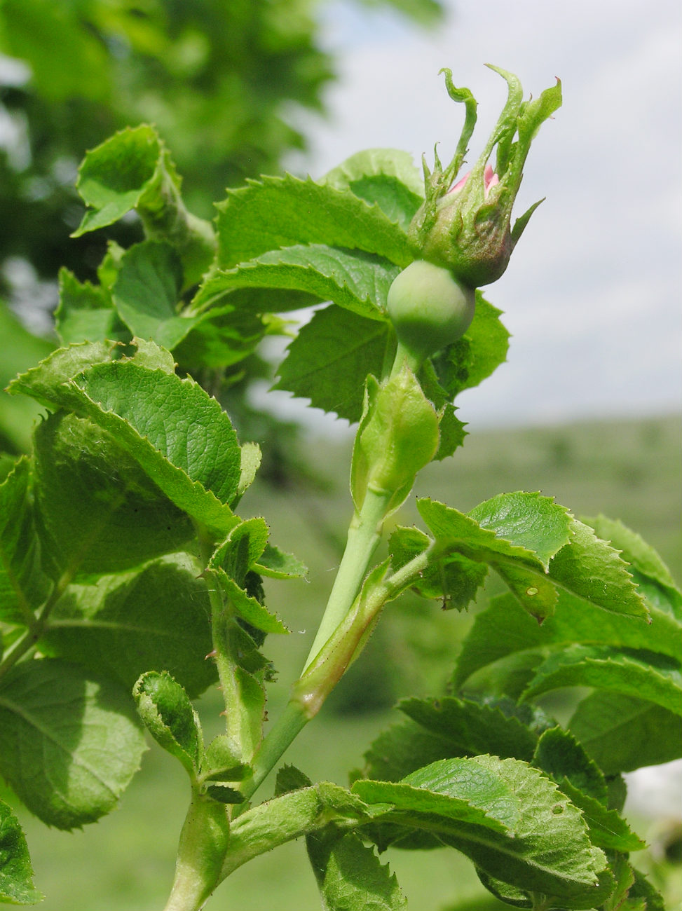 Image of genus Rosa specimen.