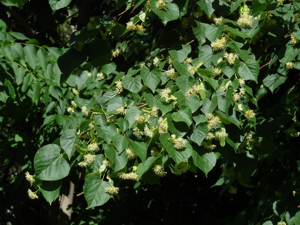 Image of Tilia cordata specimen.