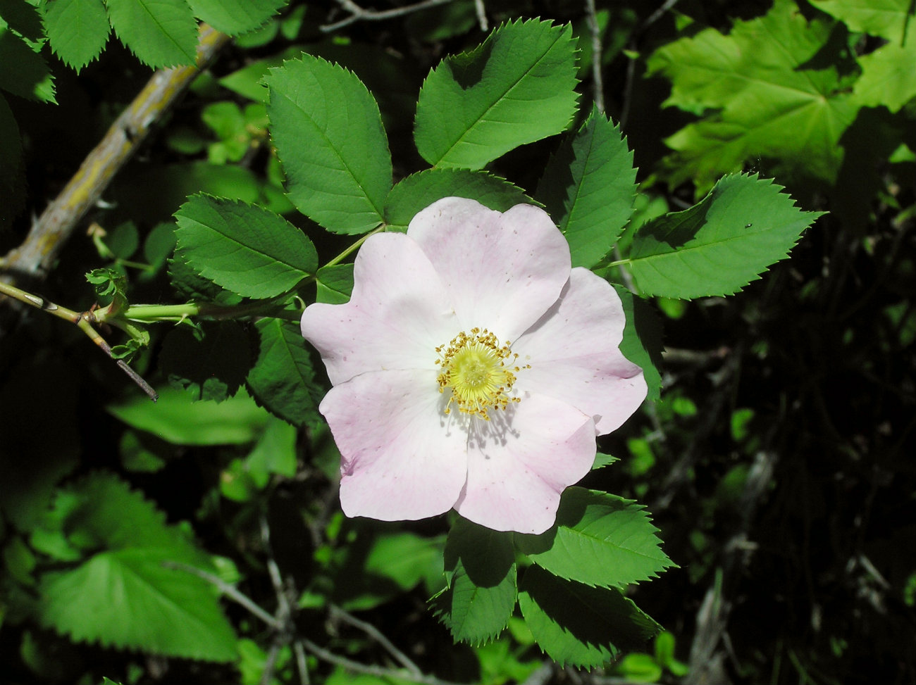 Image of Rosa subcanina specimen.