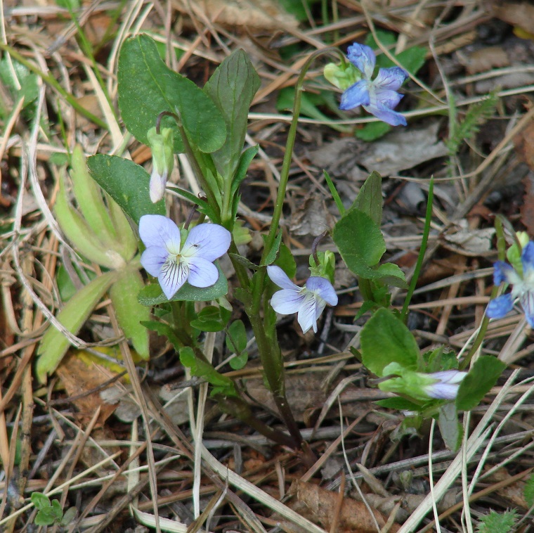 Image of Viola canina specimen.