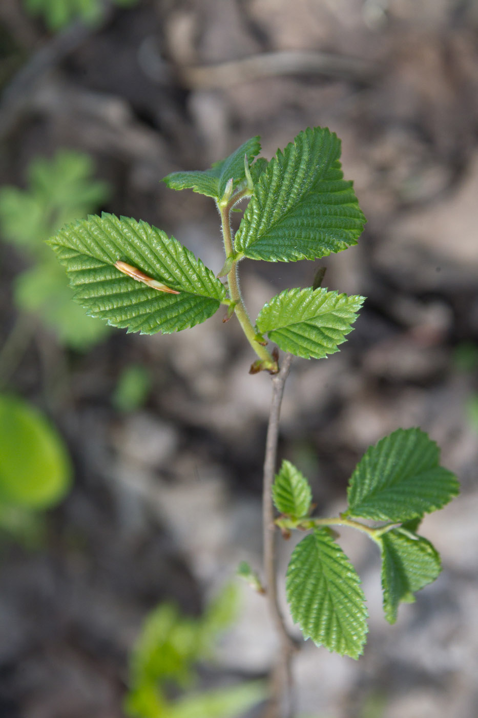 Изображение особи Ulmus glabra.