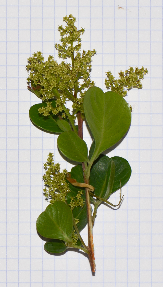 Image of Rhus laevigata specimen.