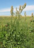 Rumex thyrsiflorus