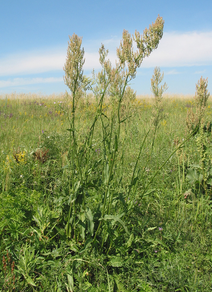 Изображение особи Rumex thyrsiflorus.