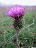 Carduus subspecies davisii