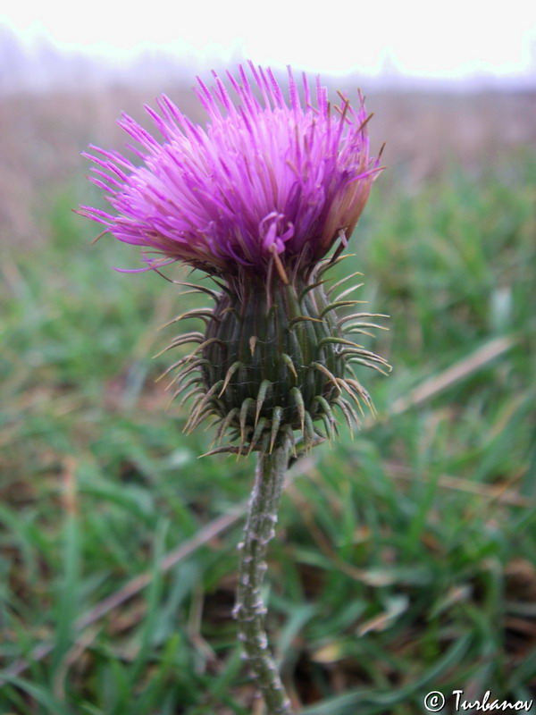 Image of Carduus uncinatus ssp. davisii specimen.