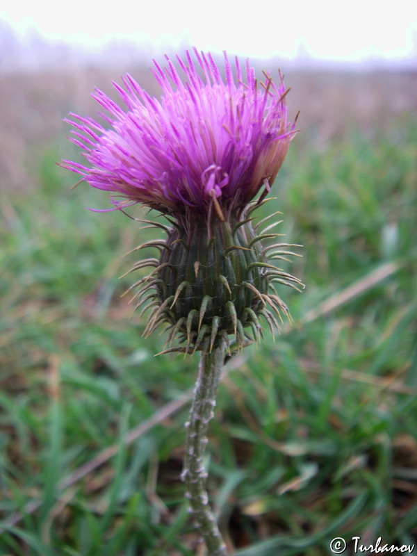 Изображение особи Carduus uncinatus ssp. davisii.