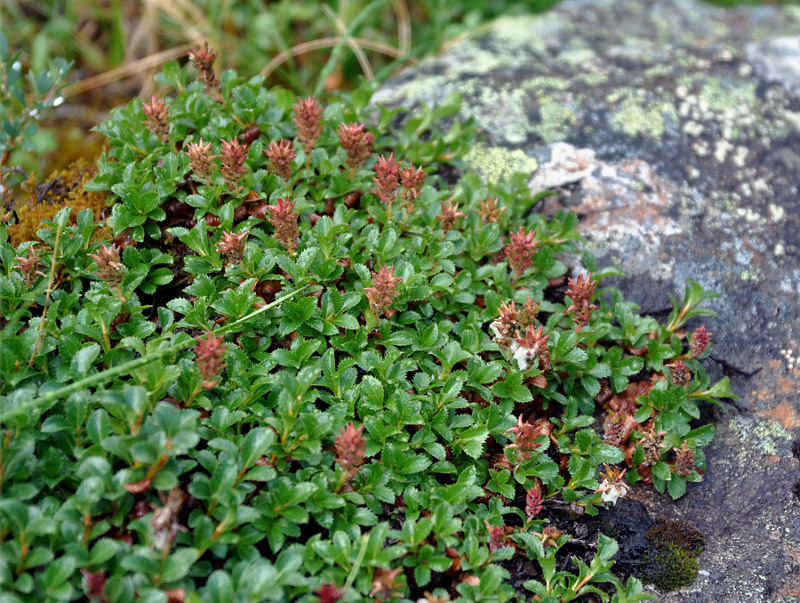 Изображение особи Salix berberifolia.