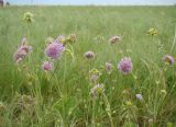 Knautia arvensis. Верхушки цветущих растений. Пензенская обл., ГПЗ \"Приволжская лесостепь\", уч-к \"Кунчеровская степь\". 12 июня 2013 г.